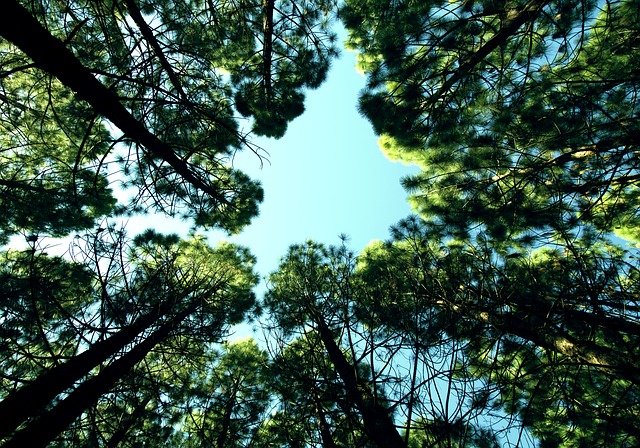 Looking up thru the trees to the clear sky
