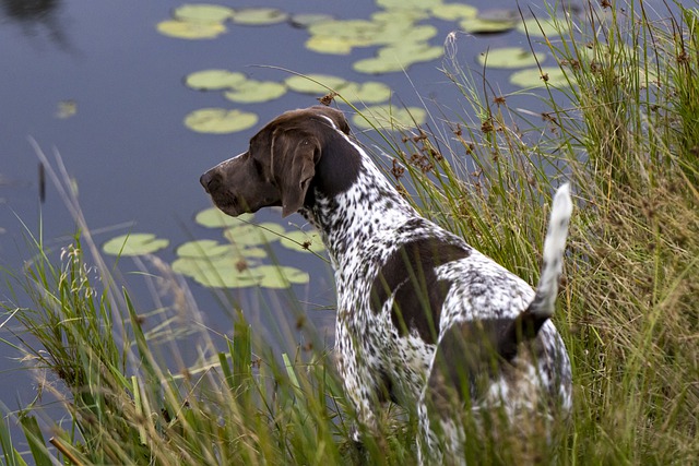 German SHorthair looking out over the pond of water lilies.