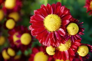 Red chrysanthemum flowers with yellow centers