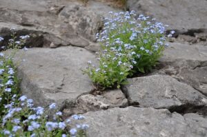 Flowers growing in rocks because they ended up there. They made the best of their situation.